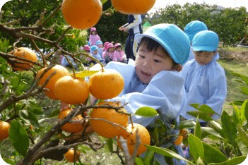 みかん狩り